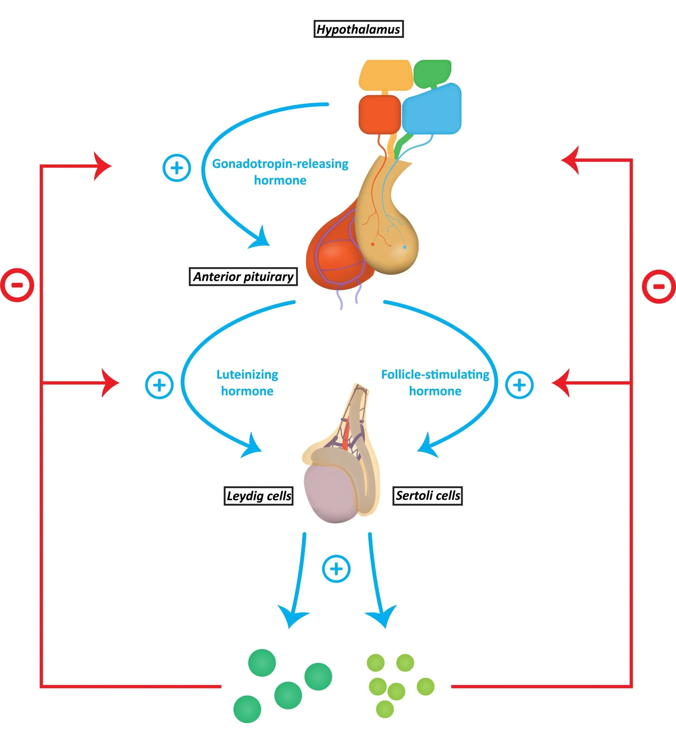 Triple-Pillar Physiology of Male Performance Triple-Pillar Physiology of Male Performance
